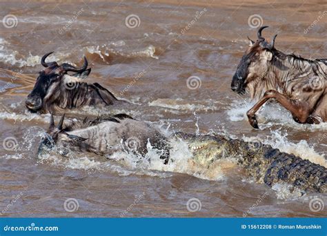 The Crocodile Attacks the Wildebeest in River Mara Stock Photo - Image of national, herbivore ...