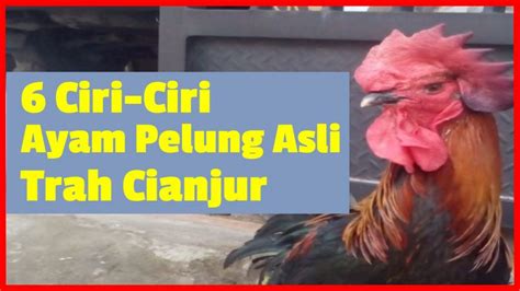 6 Ciri Ciri Ayam Pelung Asli Trah Cianjur Yang Berkualitas