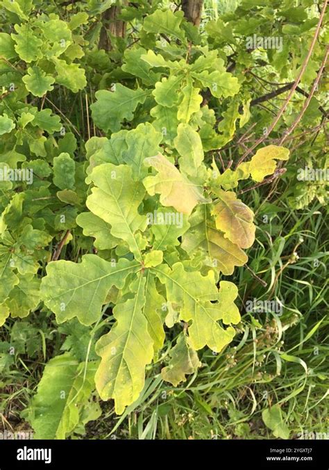 English Oak Quercus Robur Stock Photo Alamy