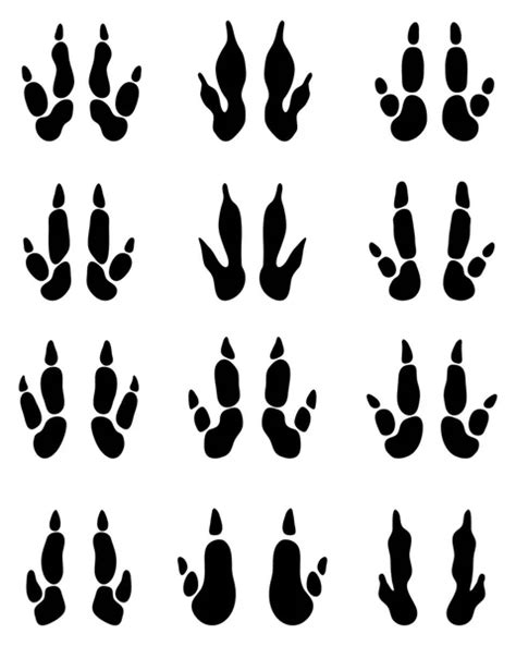 67 Kangaroo footprint Vector Images - Free & Royalty-free Kangaroo ...