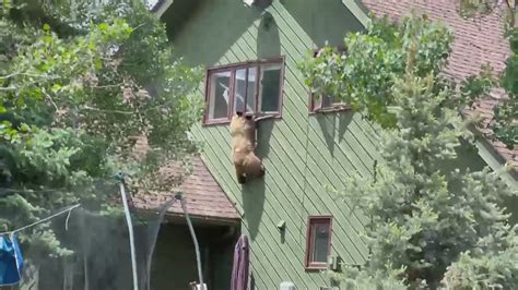 Bear Caught On Video Hanging From Colorado Homes Window