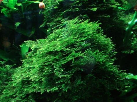 Spiky Moss (Taxiphyllum sp. 'Spiky Moss'): Ultimate Care Guide - Fish ...