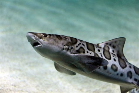 Snorkeling with Leopard Sharks at La Jolla Shores - SD Scuba Guide Blog