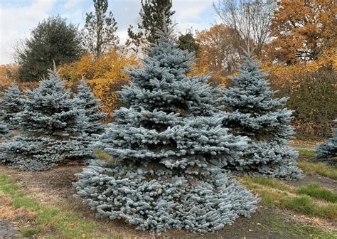 Top 10 Most Beautiful Trees In The World With Names And Photos