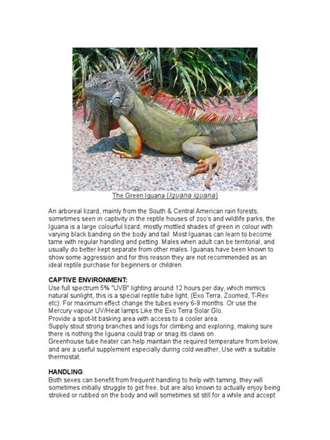 Care Sheet Green Iguana Pdf Vivarium Thermoregulation