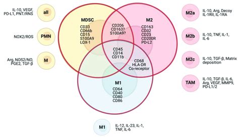 Phenotypic surface markers and functional subsets of myeloid cells in... | Download Scientific ...