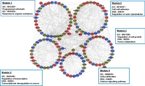 Functional Modules Clusters in Gene CoExpression Network of the ... 