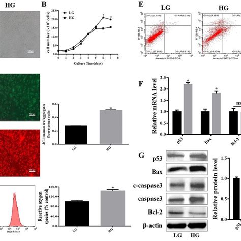 Effects Of High Glucose On Msc Proliferation Mitochondrial Function