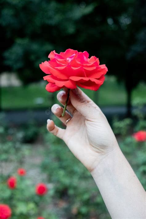 Hand holding a red rose stock photo. Image of groom, proposing - 2336172