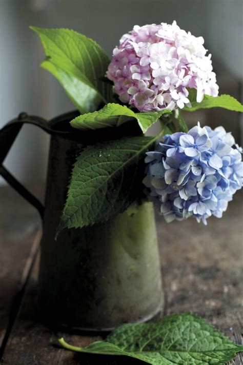 Descubre La Magia De Las Hortensias De Colores Todo Lo Que Necesitas