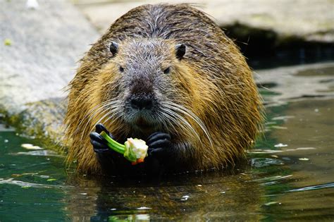 Nutria,eats,paprika,free pictures, free photos - free image from ...