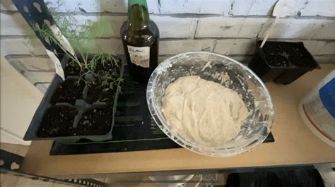 Start Your Own Sourdough Starter Fermenters Club