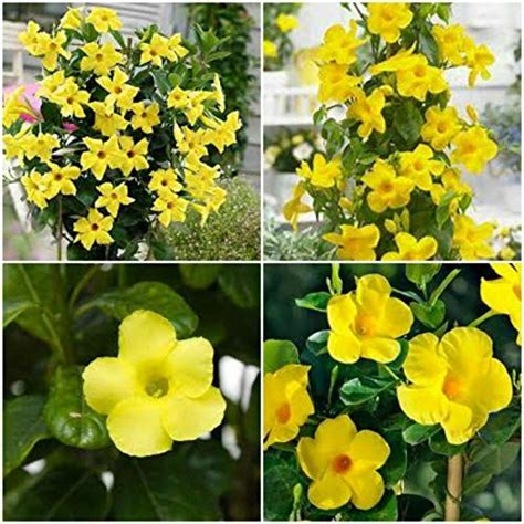 Complete Guide To Mandevilla How To Grow Care For Mandevilla Plants