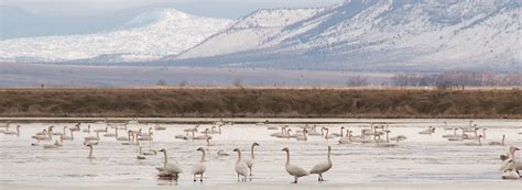 Upper Klamath National Wildlife Refuge | Travel Southern Oregon