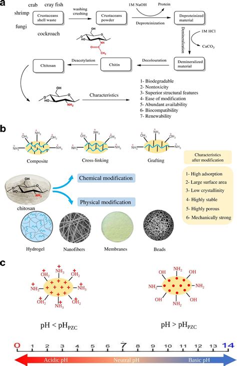 Schematic Representations Of A Deacetylation Of Chitin To Chitosan B