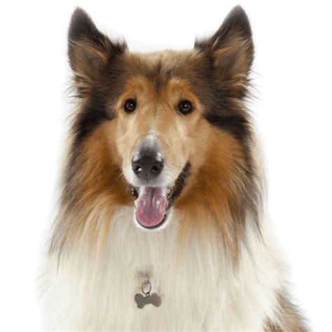 Toy Sheltie Breeders Ontario | Wow Blog