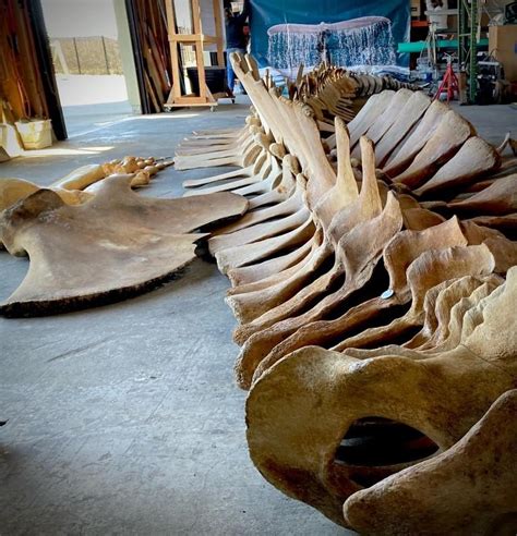 See The Largest Killer Whale Skeleton In The World At Noyo Center For