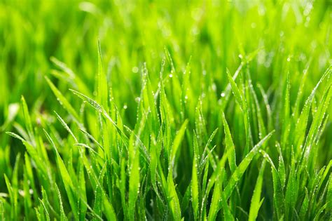 20 Facts About Grass: Explore the Green Carpet of Nature - Facts.net