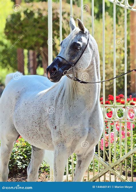 Beautiful White Egyptian Arabian Horse Stock Image Image Of Luxury