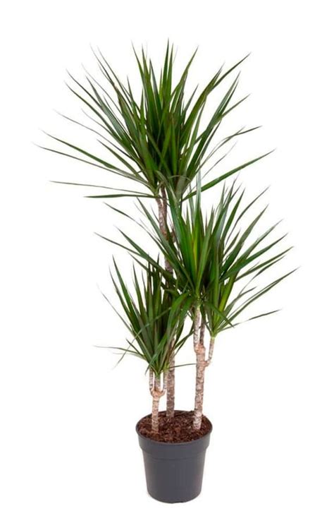 Drachenbaum Dracaena Marginata Ø21cm Grünpflanze kaufen bei Do it