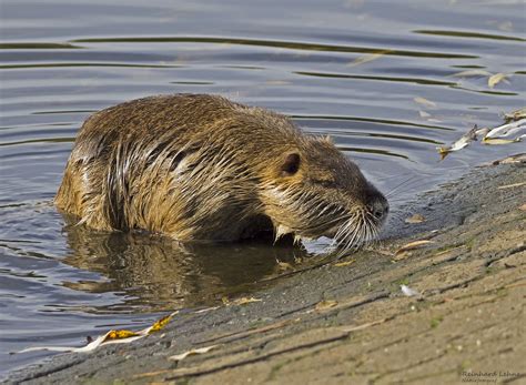 Nutria Foto And Bild Natur Herbst Nutria Bilder Auf Fotocommunity