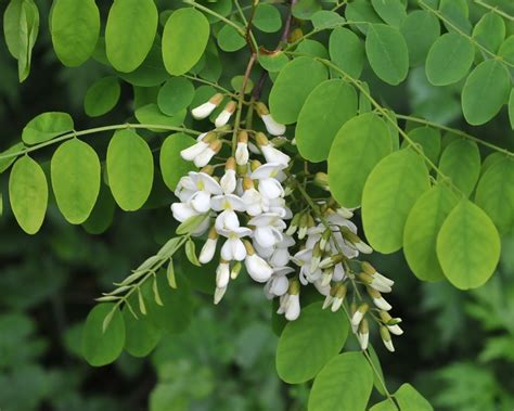 Black Locust (Robinia pseudoacacia) - Great Plains Nursery