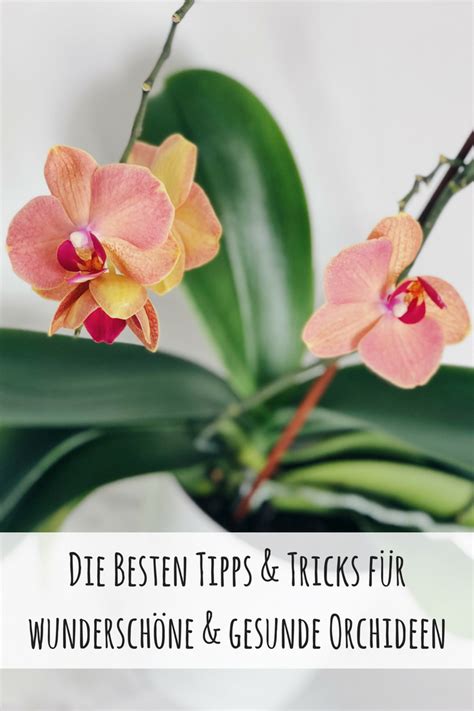 Tipps Tricks F R Wundersch Ne Und Gesunde Orchideen Orchideen