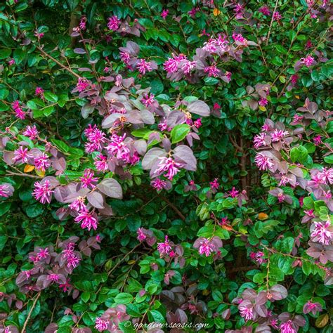 Evergreen Plants - From House To Home Garden