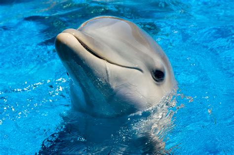 Download Cute Dolphins Pictures | Wallpapers.com
