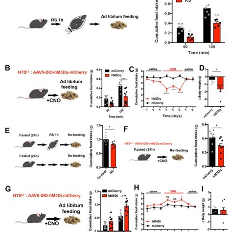 LS Nts Neurons Regulate Food Intake And Body Weight In Mice A Left