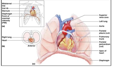 Cardio Pathophysiology PA S Flashcards Quizlet