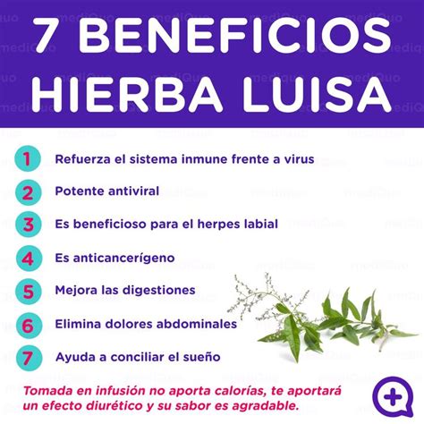 Beneficios Hierba Luisa Infusiones De Hierbas Ejercicios Para El