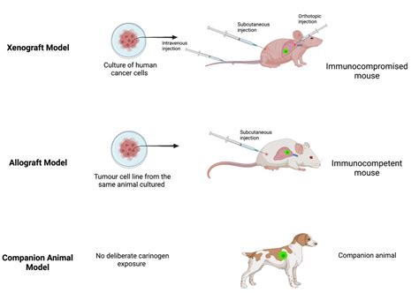 Xenograft Model in Animal Models of Cancer | Encyclopedia MDPI