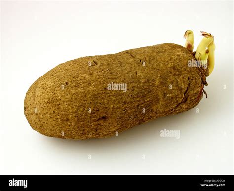 Yam Stock Photo - Alamy