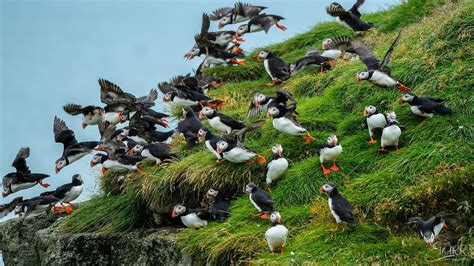 Ingólfshöfði Puffin Tour | Glacier Adventure