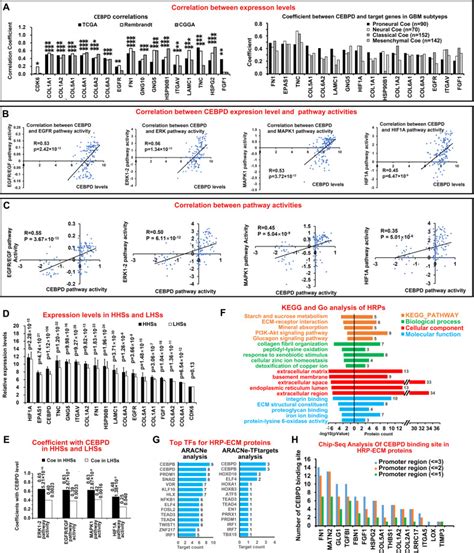 CEBPD Is A Master Transcriptional Factor For Hypoxia Regulated Proteins