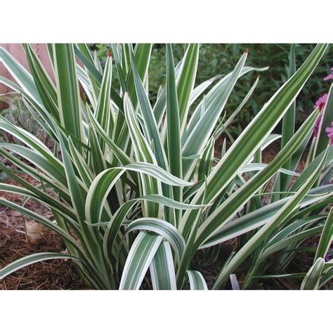 Variegated Flax Lily (L2149) at Lowes.com