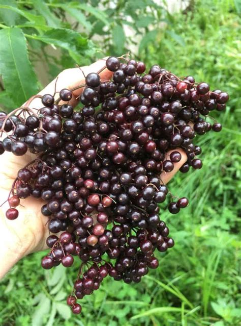 Bob Gordon Elderberry Certified Organic Peaceful Heritage Nursery