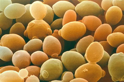 Yeast Saccharomyces Cerevisiae Photograph By Power And Syred