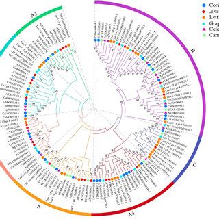 Phylogenetic tree of the Hsf gene family in the three Apiaceae species ...