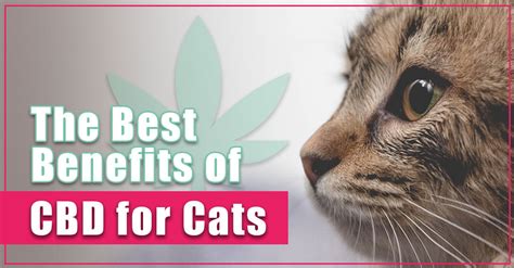 Benefits Of Cbd For Cats Boulder Holistic Vet