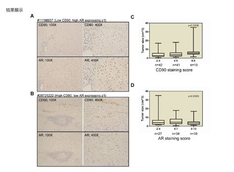 免疫组化IHC染色实验服务 病理学检测实验 上海研谨生物科技有限公司