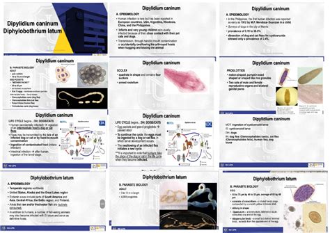 Intestinal Cestodes Clinical Parasitology Studocu