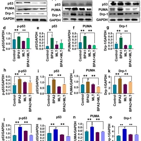 Melatonin Reduced Expression Of P53 And Mitochondrial Apoptosis