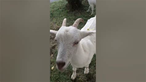 Козы южного Бутово 🐐 #shotrs #южноебутово - YouTube