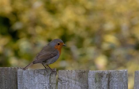 Robin Petirrojo Encaramado En La Foto Gratis En Pixabay Pixabay