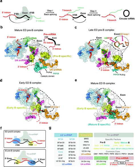 Structural Insights Into Human Exon Defined Spliceosome Prior To