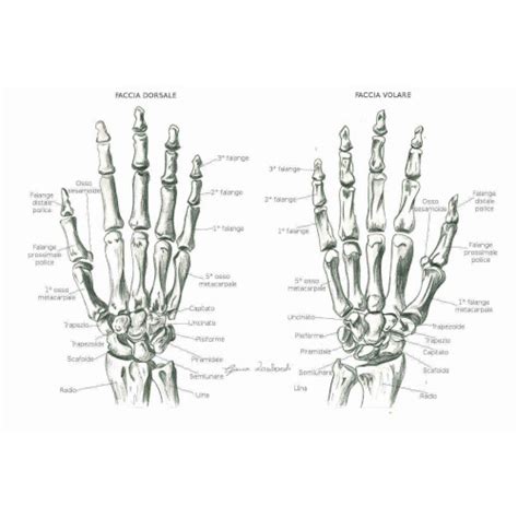 Articolazioni Della Mano Descrizione E Suddivisione Anatomica Osteolab