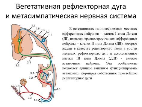 Нервная система и её структурные и функциональные элементы - online ...