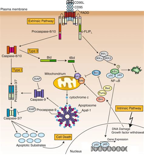 Dpto Bioquímica y Biología Molecular